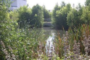 wetlands image