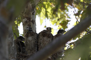 Cooper hawk