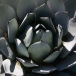 Agave
