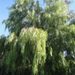 california pepper tree