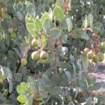 common manzanita