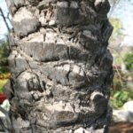 date palm
