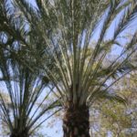 date palm