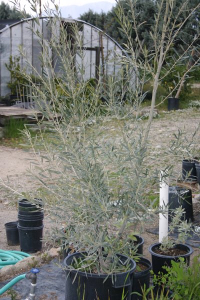 dwarf olive tree