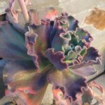 echeveria hybrid