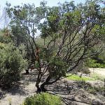 manzanita arctostaphylos