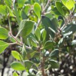 manzanita arctostaphylos