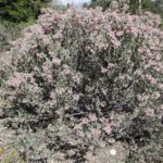 Manzanita Australis