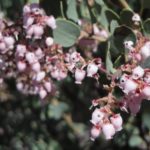 Manzanita Australis