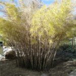 mexican weeping grass