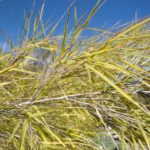 mexican weeping grass