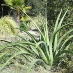 Agave