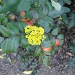 Oregon Grape