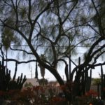 palo verde tree