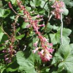 Ribes Speciosum