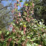 Ribes Speciosum