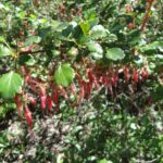 Ribes Speciosum