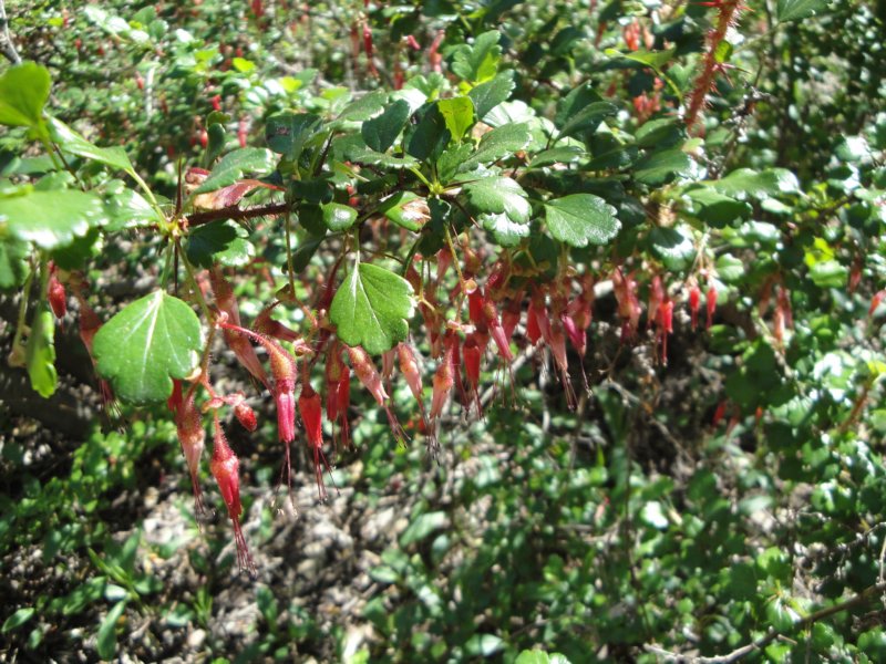 Ribes Speciosum