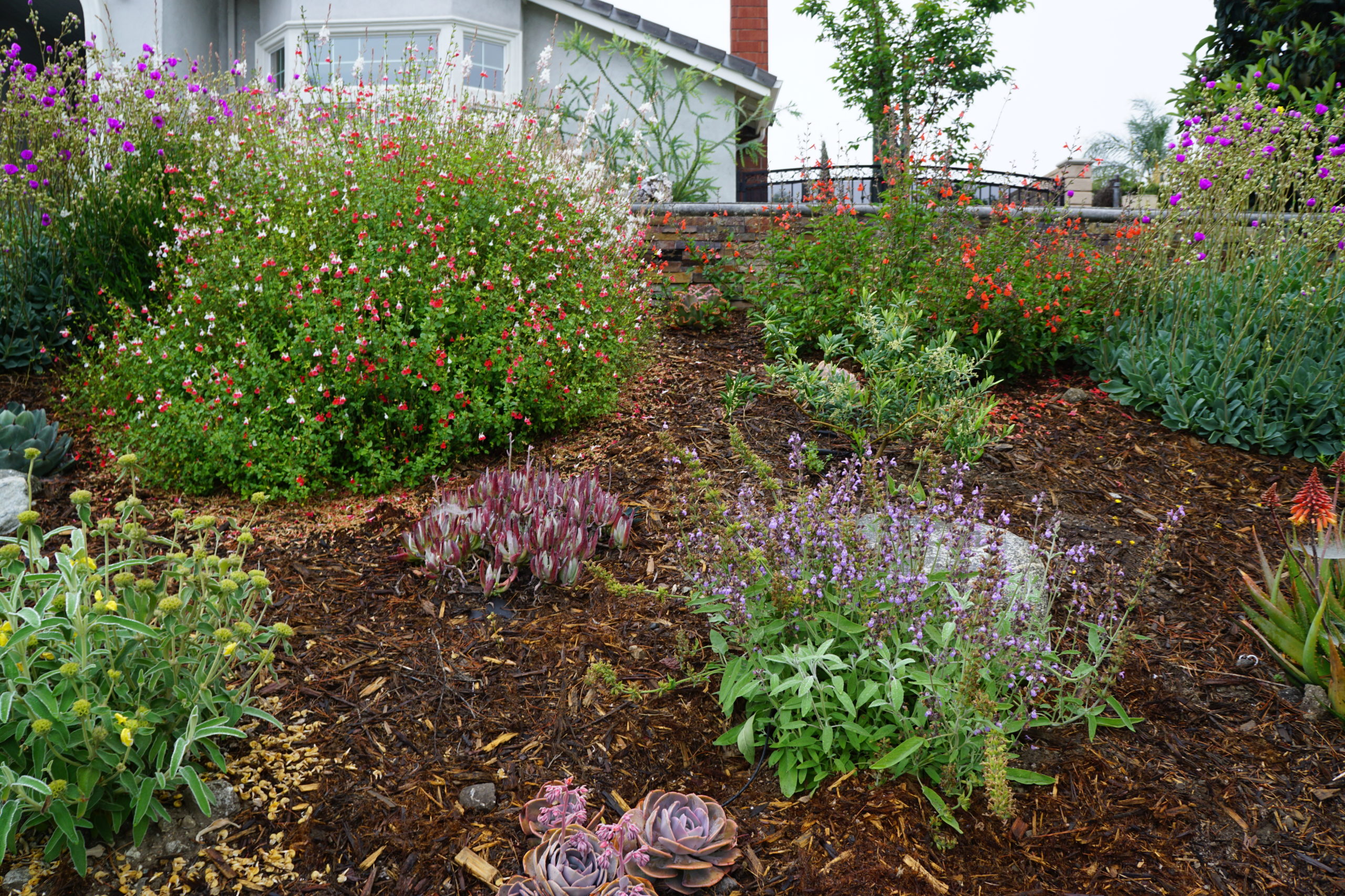 Tips for Growing a Native Wildflower Landscape