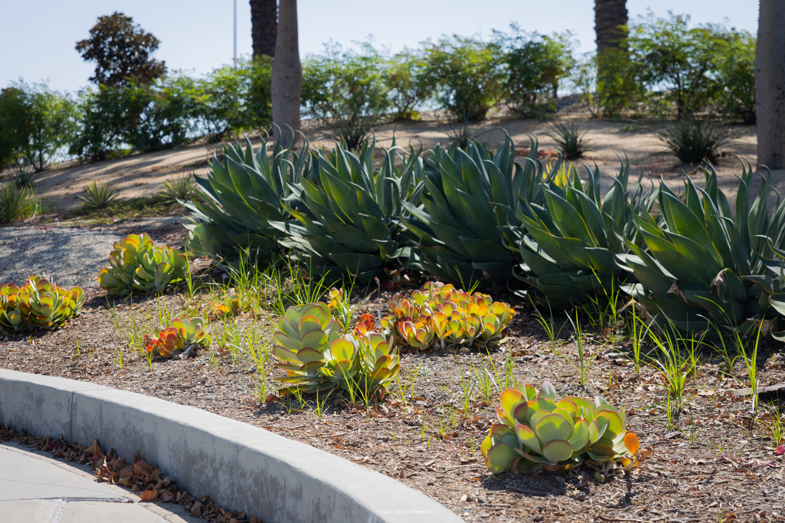 Ontario International Airport after turf transformation