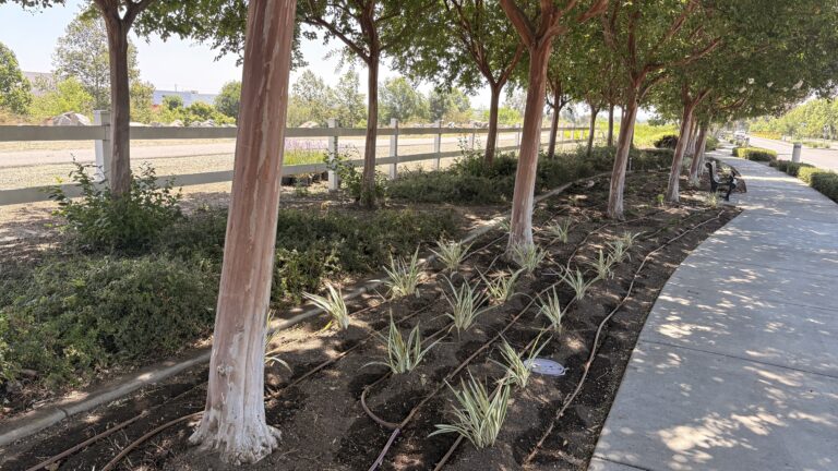 Fairfield Ranch Trail after turf transformation