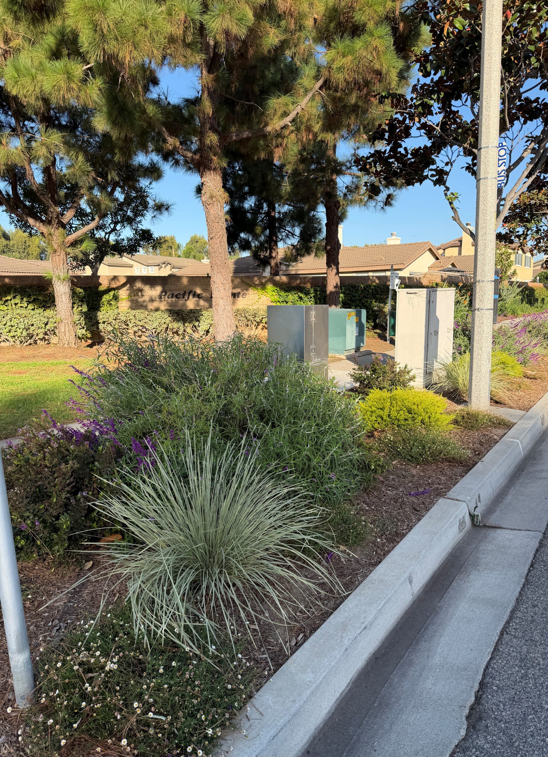 Landscape after turf transformation