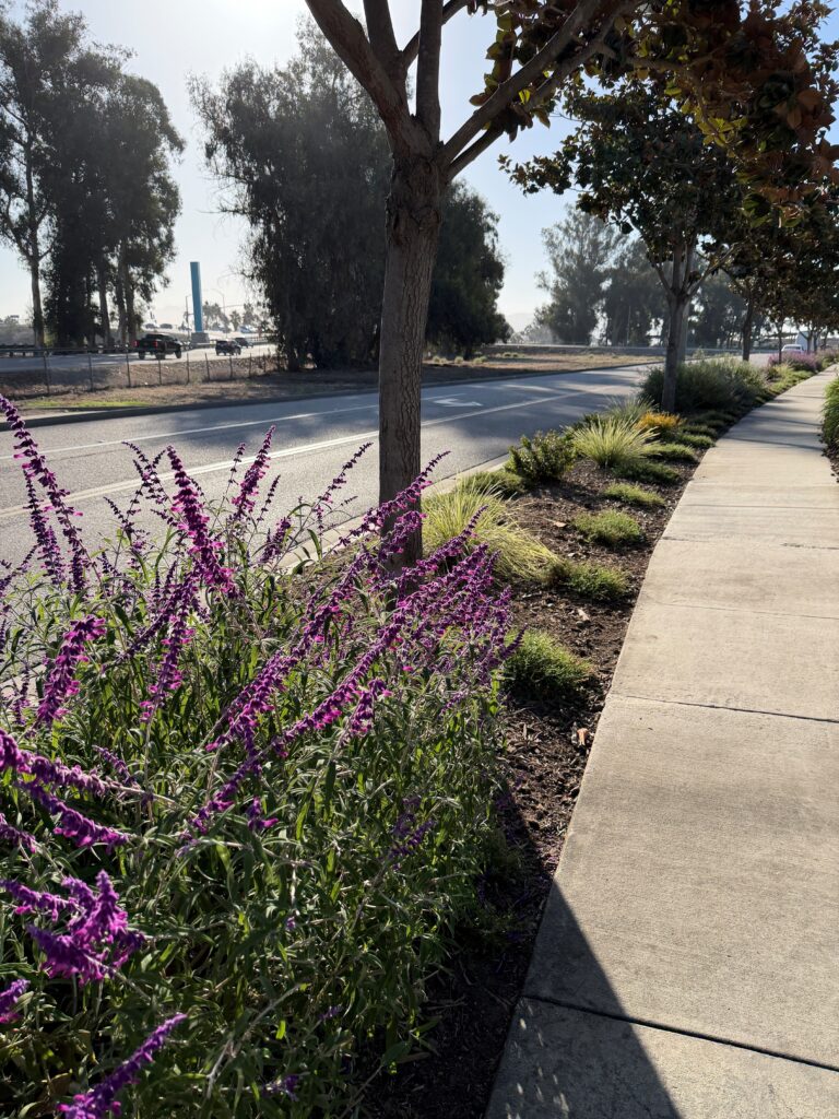 Water-efficient streetscape