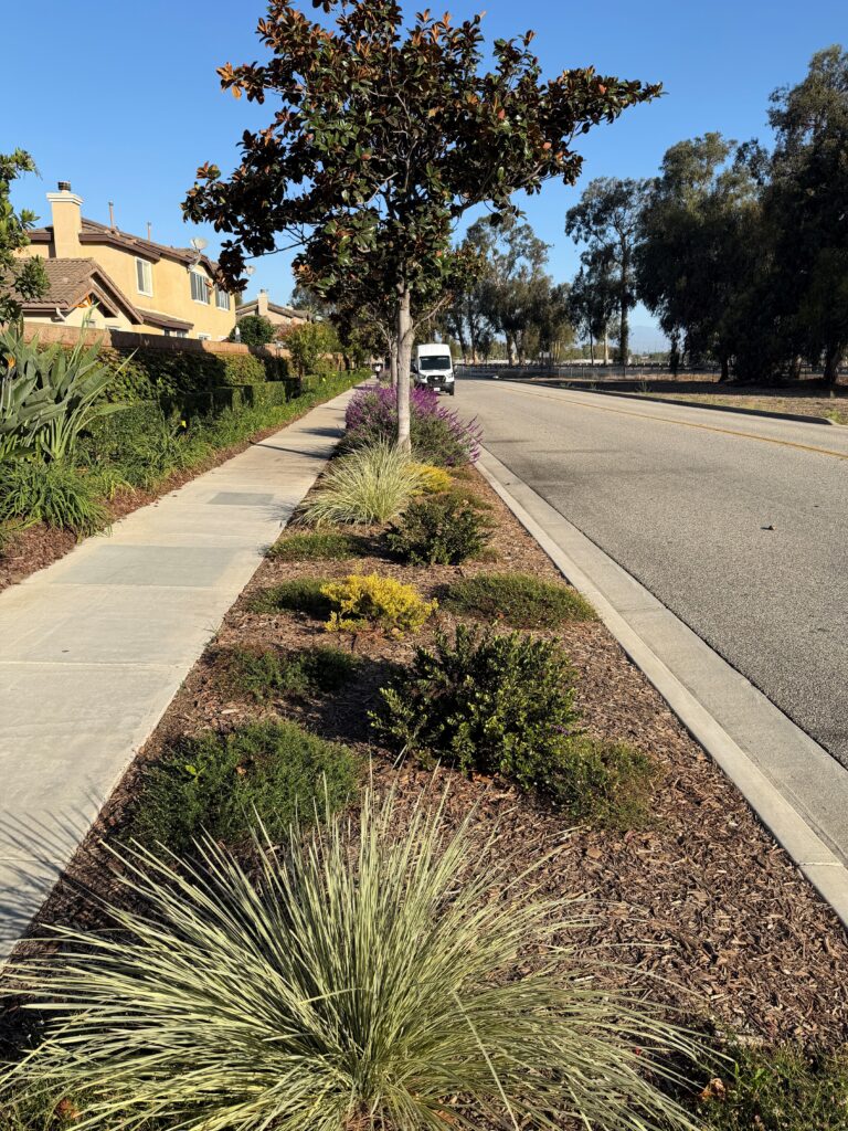 Water-efficient streetscape