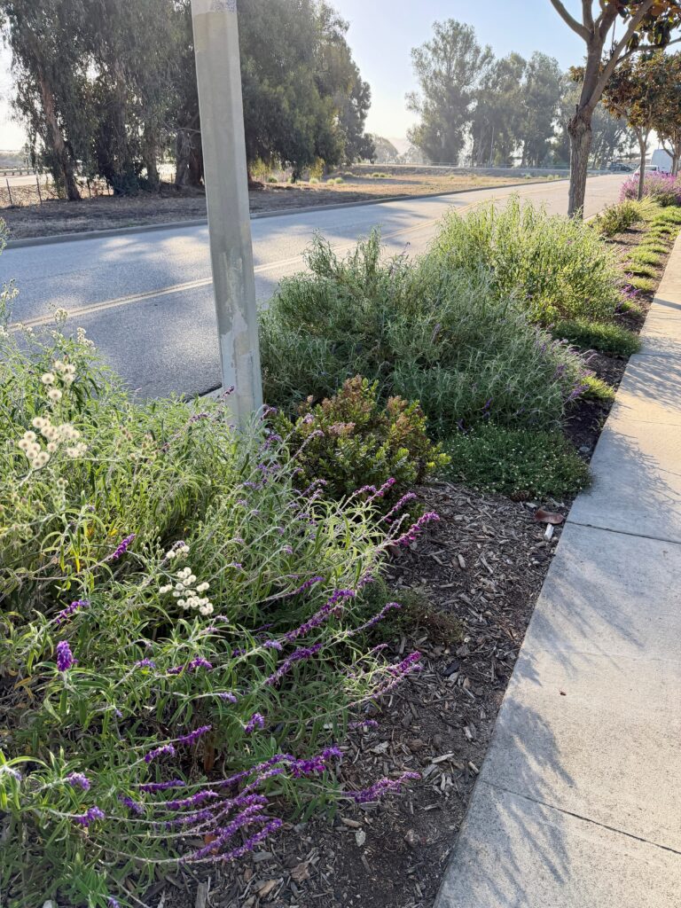 Water-efficient streetscape