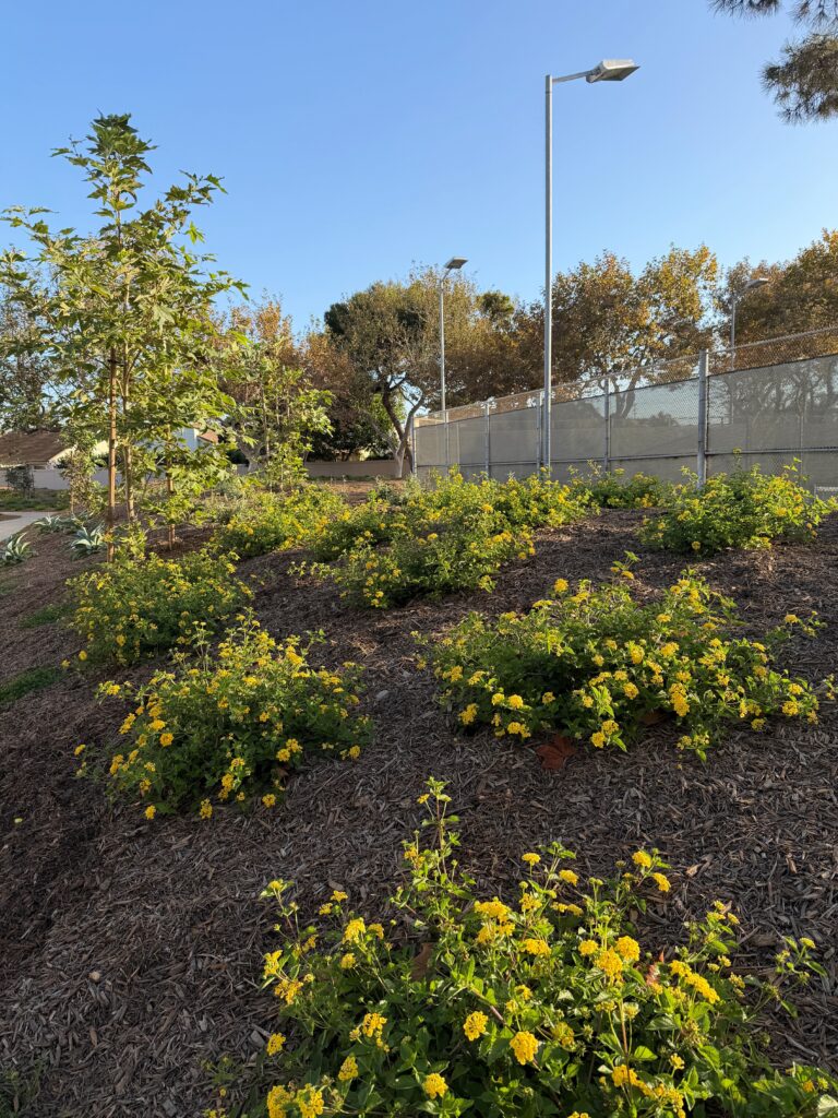 Moranda Park transformed landscape