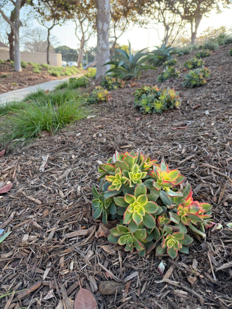 Moranda Park transformed landscape