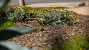 Port Hueneme City Hall landscape