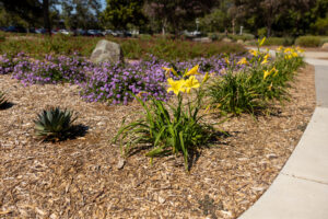 Simi Valley City Hall transformed landscape
