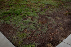 Simi Valley City Hall before turf transformation