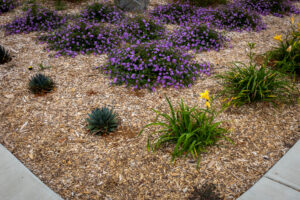 Simi Valley City Hall after turf transformation